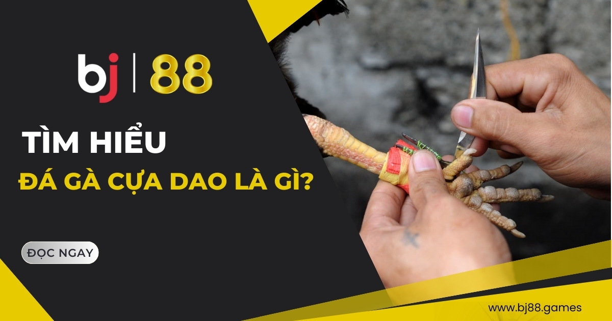 Đá gà cựa dao