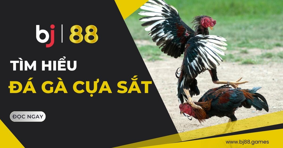 Đá gà cựa sắt BJ88