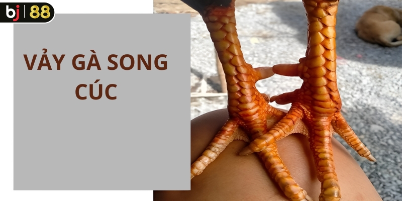 Vảy song cúc là gì?