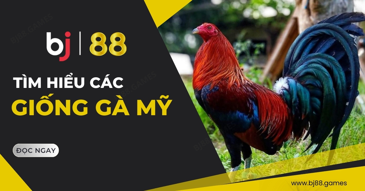 Các giống gà Mỹ