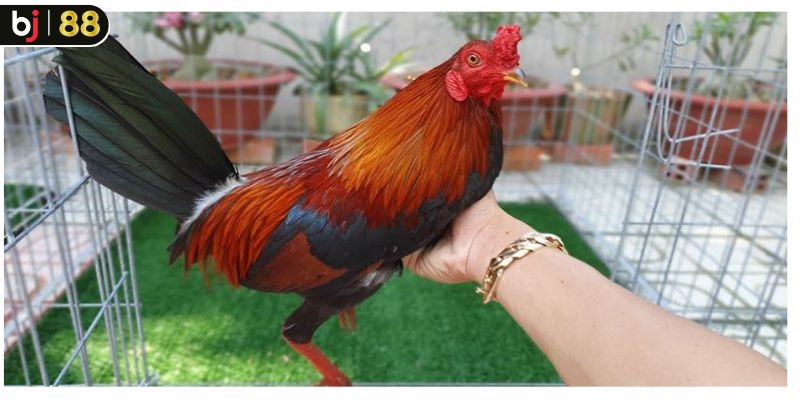 Cách vô mồi cho gà đá bằng thuốc bổ