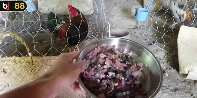 Cách vô mồi cho gà đá bằng thực phẩm giàu dinh dưỡng
