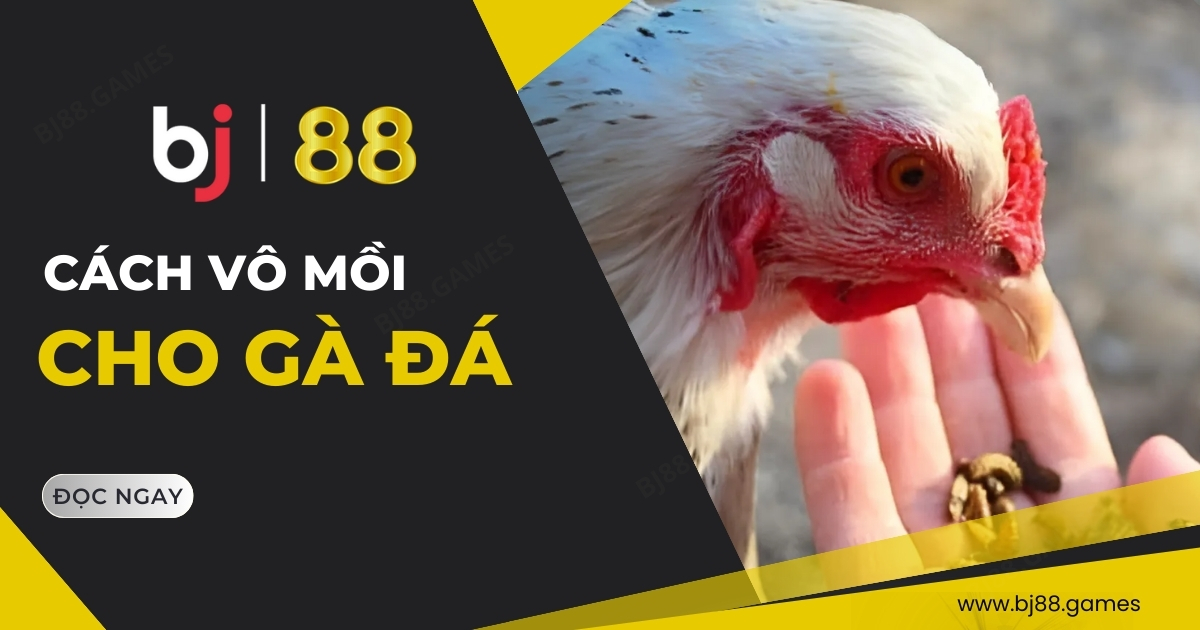 Hướng Dẫn Chi Tiết Cách Vô Mồi Cho Gà Đá Chuẩn Nhất