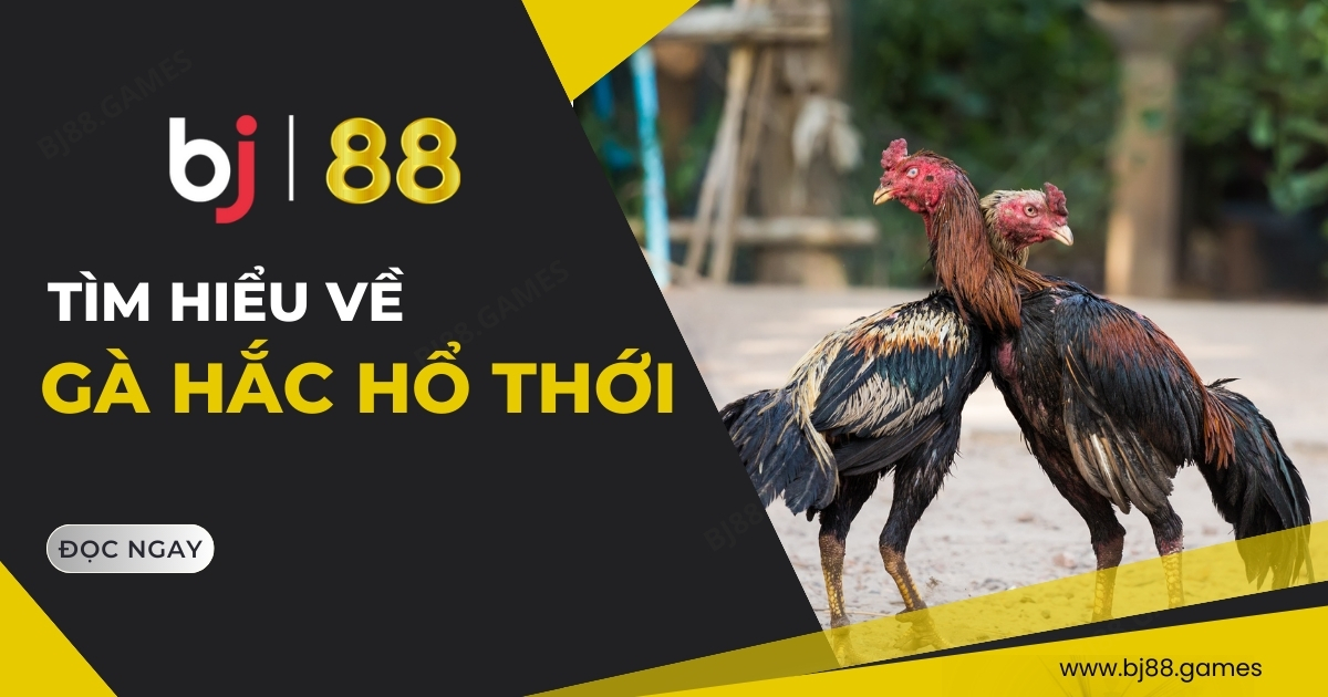 Gà Hắc Hổ Thới