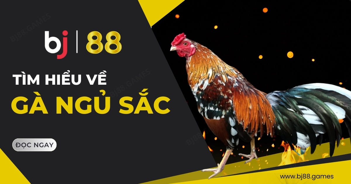 gà ngủ sắc