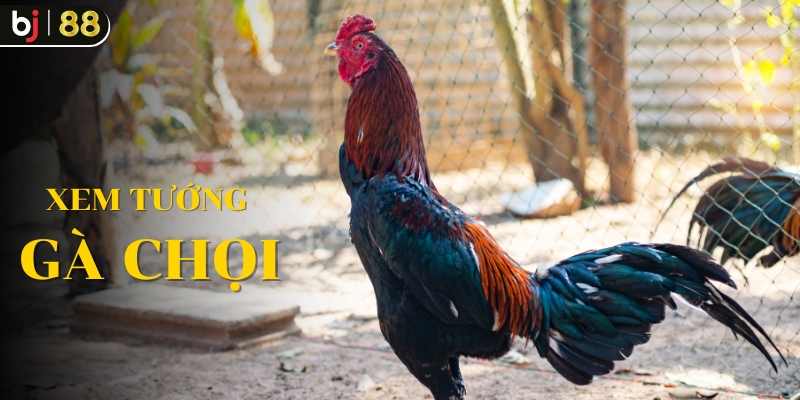 Đôi nét về xem tướng gà chọi 